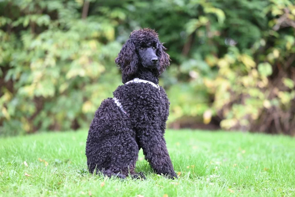 Geçerli görsel: evcil hayvan taşımacılık
